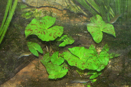 Tigerlotos (Nymphaea lotus)
